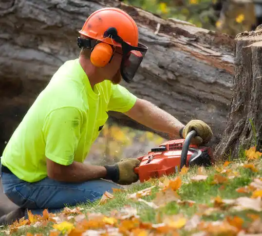 tree services La Union